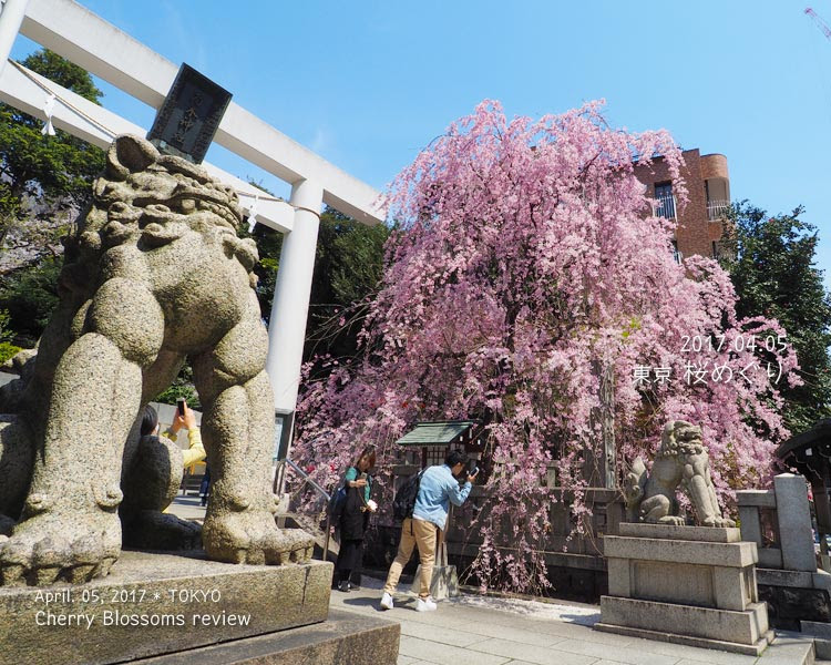 乃木神社の枝垂れ桜