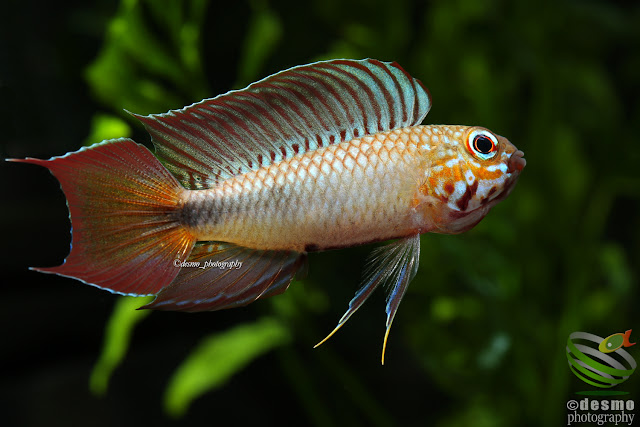 Apistogramma cf. flabellicauda / Rio Negro, Colombia