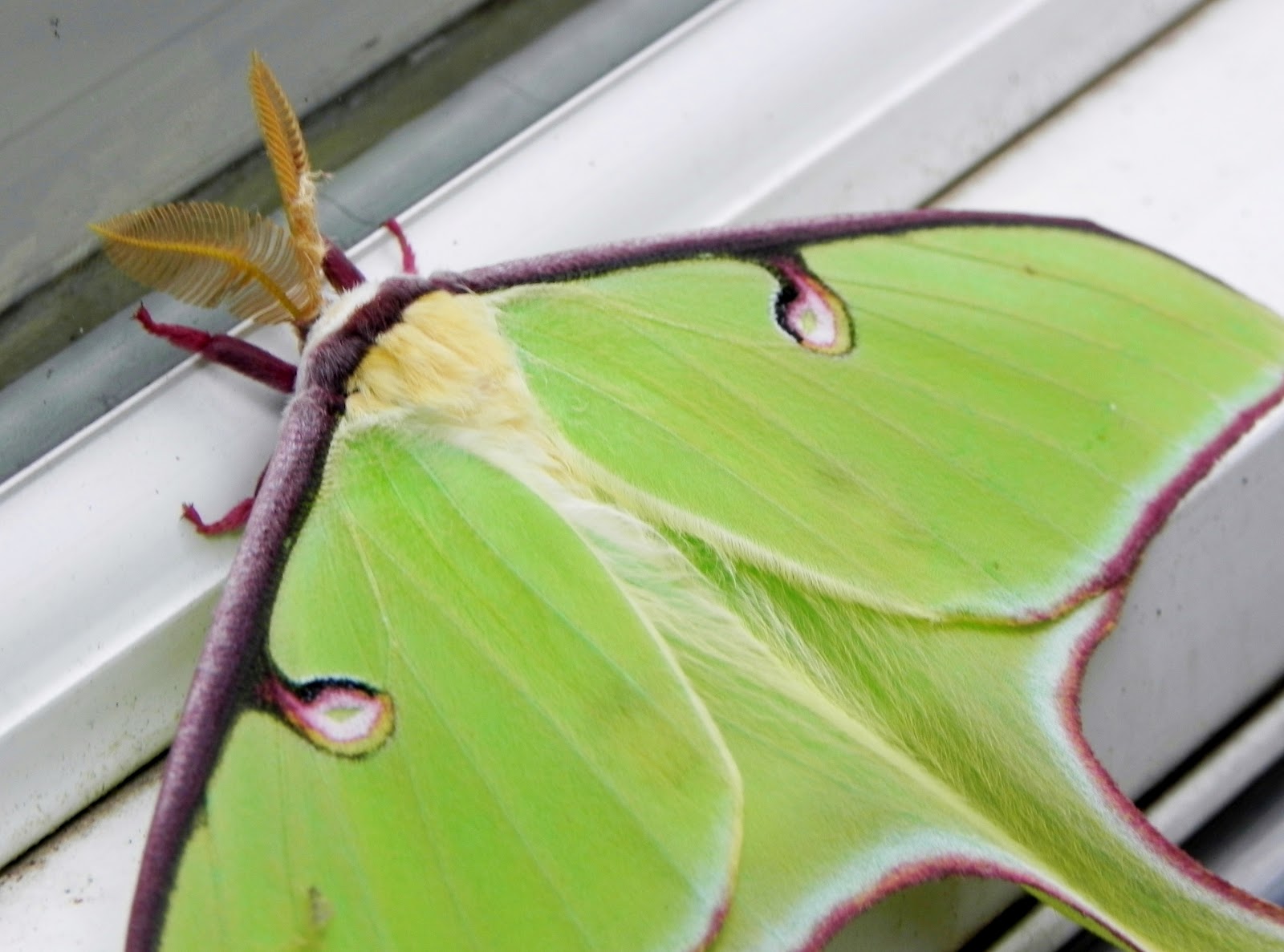 Dining on Dandelions Beauty of the Day Luna Moth