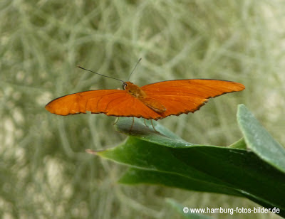 Schmetterlingspark Friedrichsruh Schmetterling 2 Schmetterlingspark Friedrichsruh Schmetterling 2