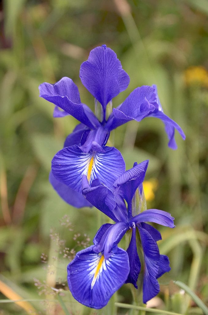El Magazin de Merlo La belleza de los LIRIOS, una flor ciudadana del mundo. El Magazin de Merlo La belleza de los LIRIOS, una flor ciudadana del mundo.