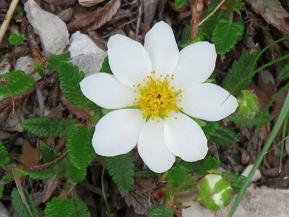Flora Alp Julijskich