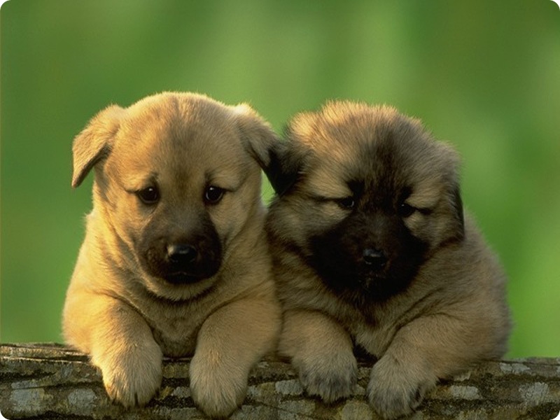 Beautifull Wallpapers: Cute Dogs