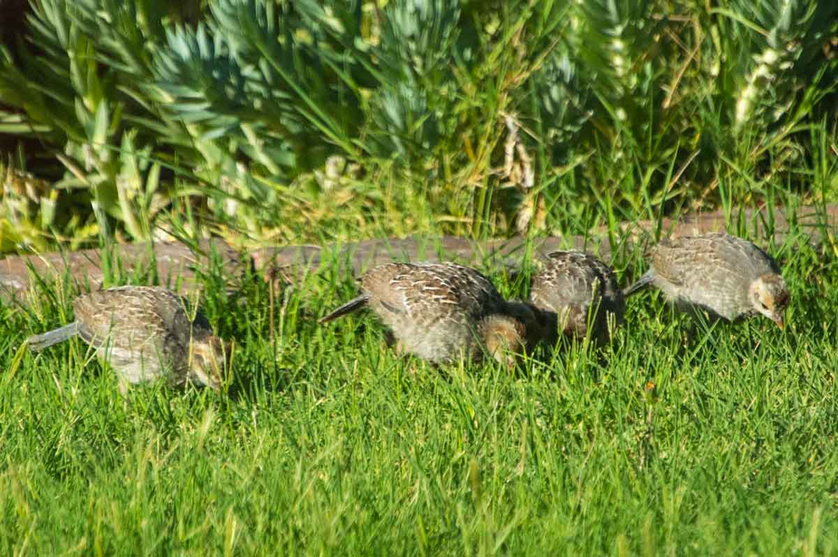 Kissack Adventures: Quail Sleep In