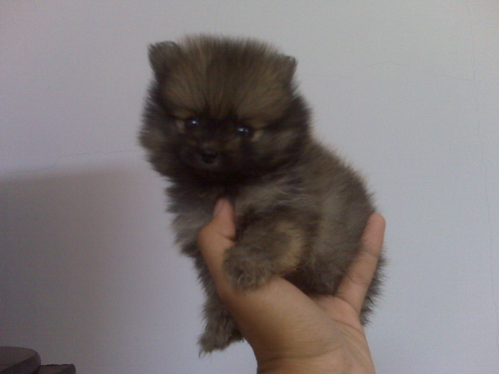 DOG LOVER BALI &amp; JUAL BELI ANJING DI BALI