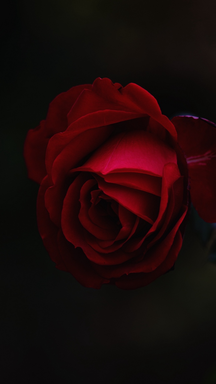 Tải hình ảnh hoa hồng đẹp tự nhiên và lãng mạn nhất thế giới
