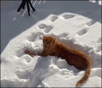 Lustige bilder gif thread