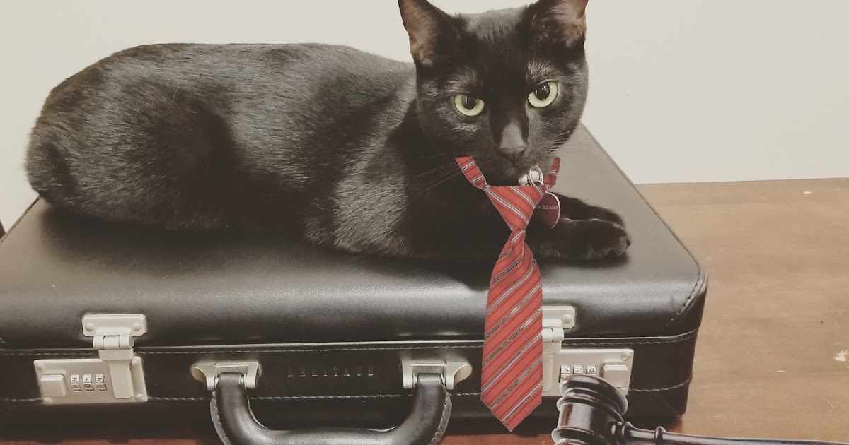All about cats A "lawyer" kitten