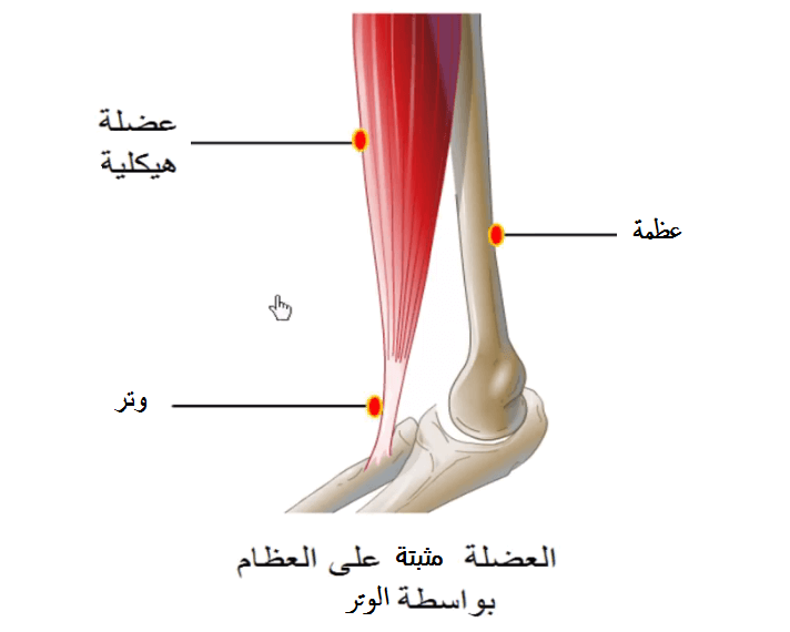وعضلة الأربطة تربط بين عظم هل تمزق