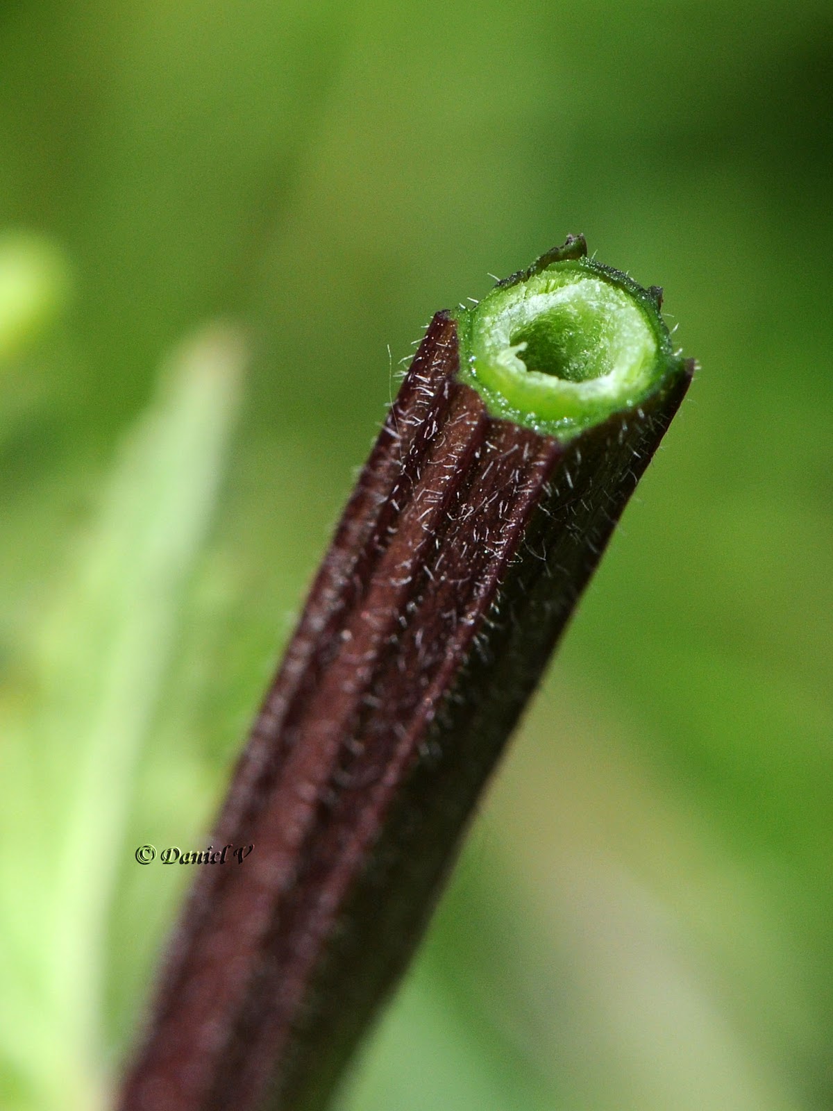 Macrophoto plaisir passion La scrophulaire noueuse