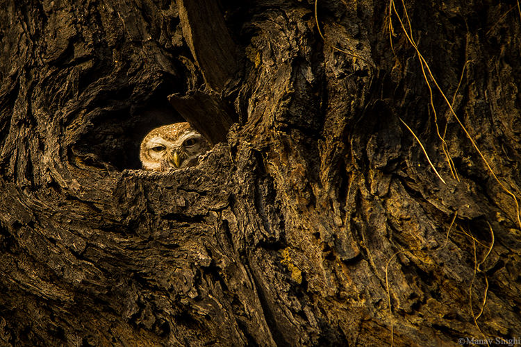 Owl Keoladeo Ghana National Park