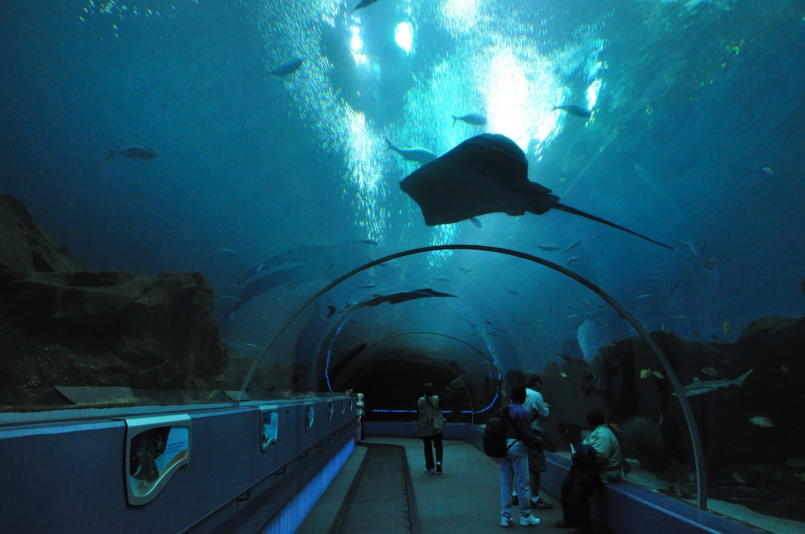 Social Shutter The Aquarium Sanctuary for Sea Creatures or