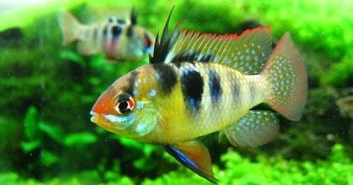 Mengenal Ikan Hias Ramirezi Cichlid Mungil Penghias Akuarium