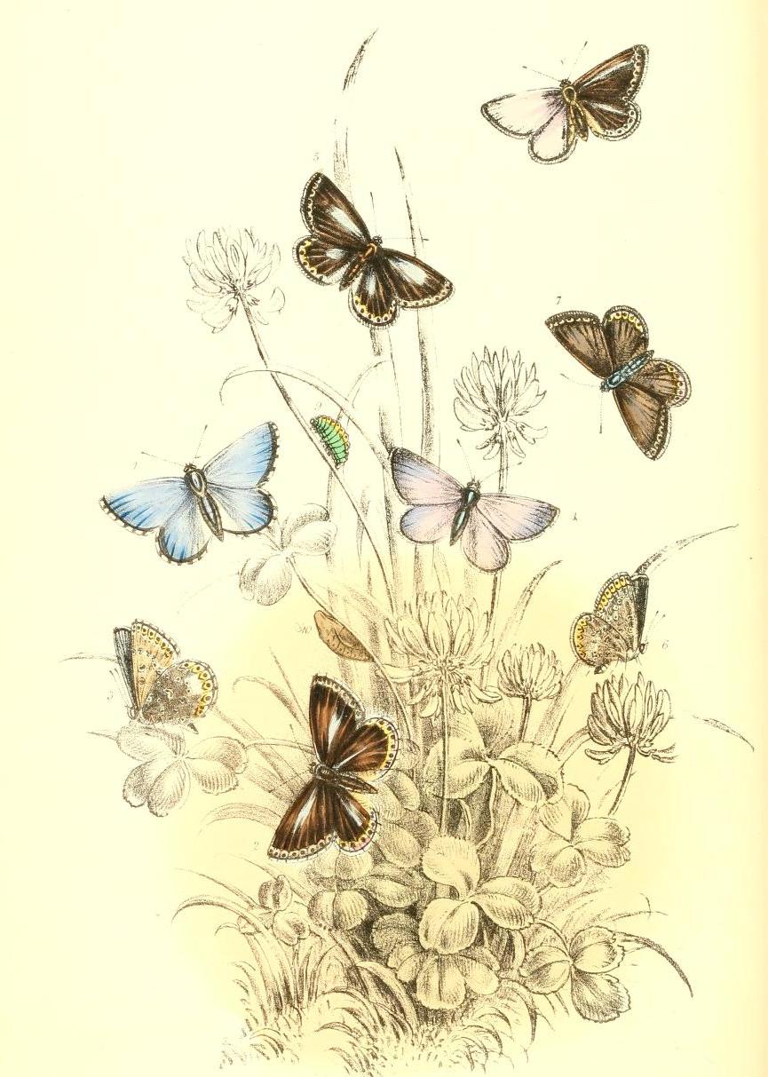 bumble button British Butterflies Victorian Book of Beautiful