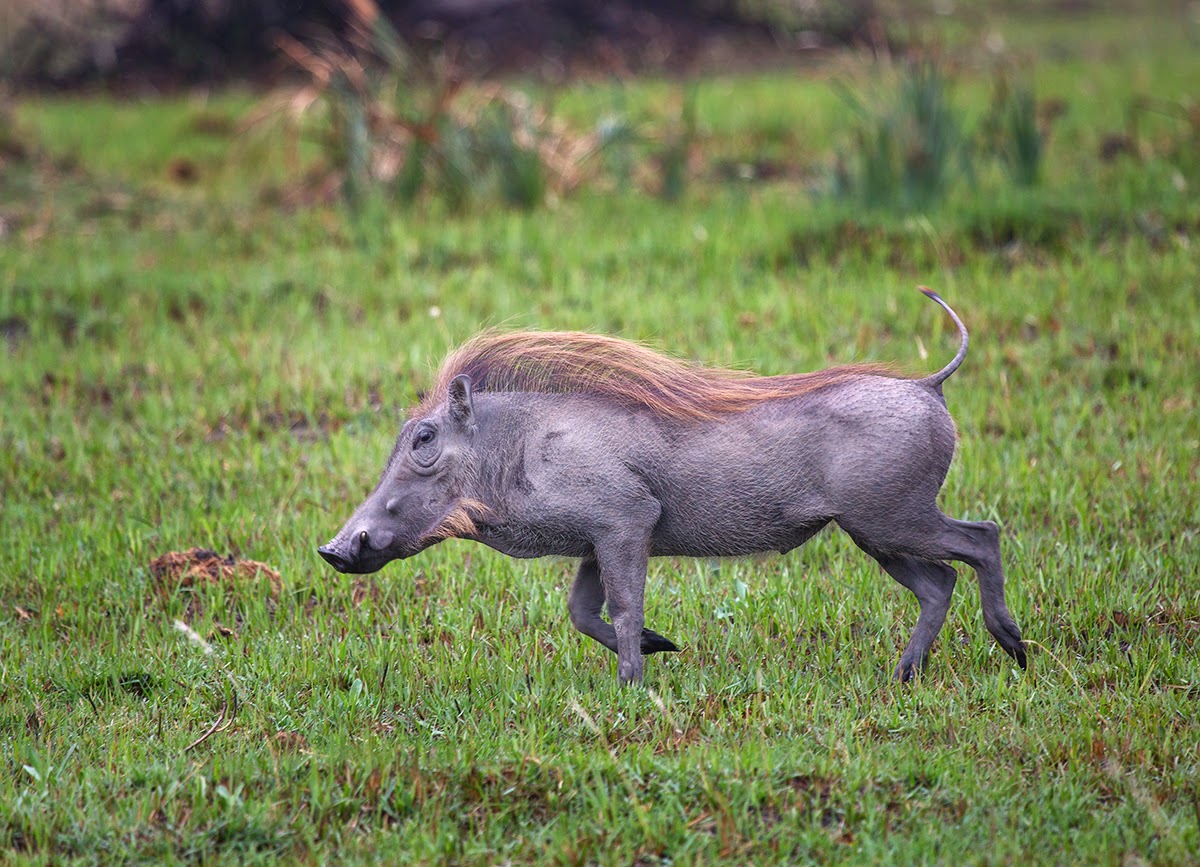 Light in the Valley Warthogs