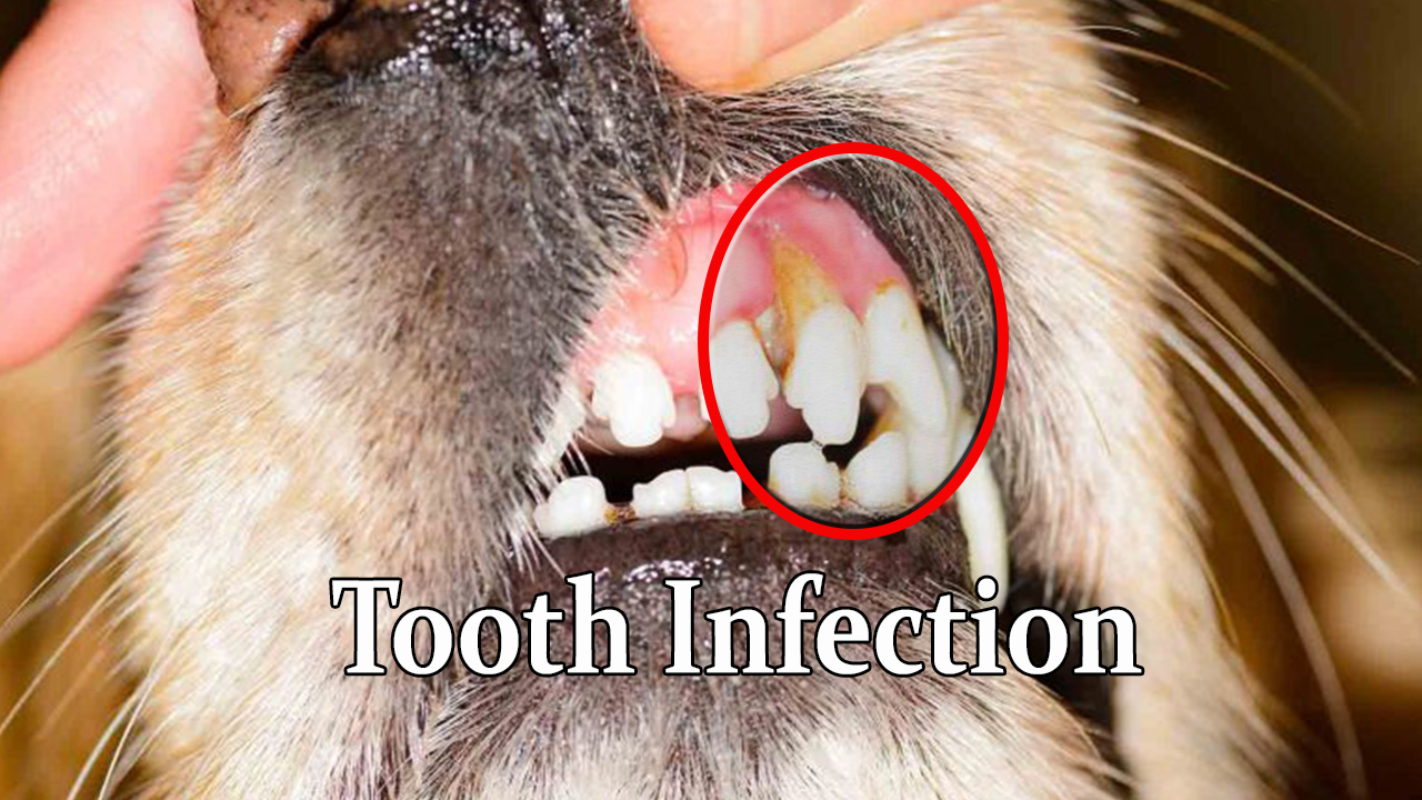 Simplicef For Dogs Uses Dog's Bacterial Infections