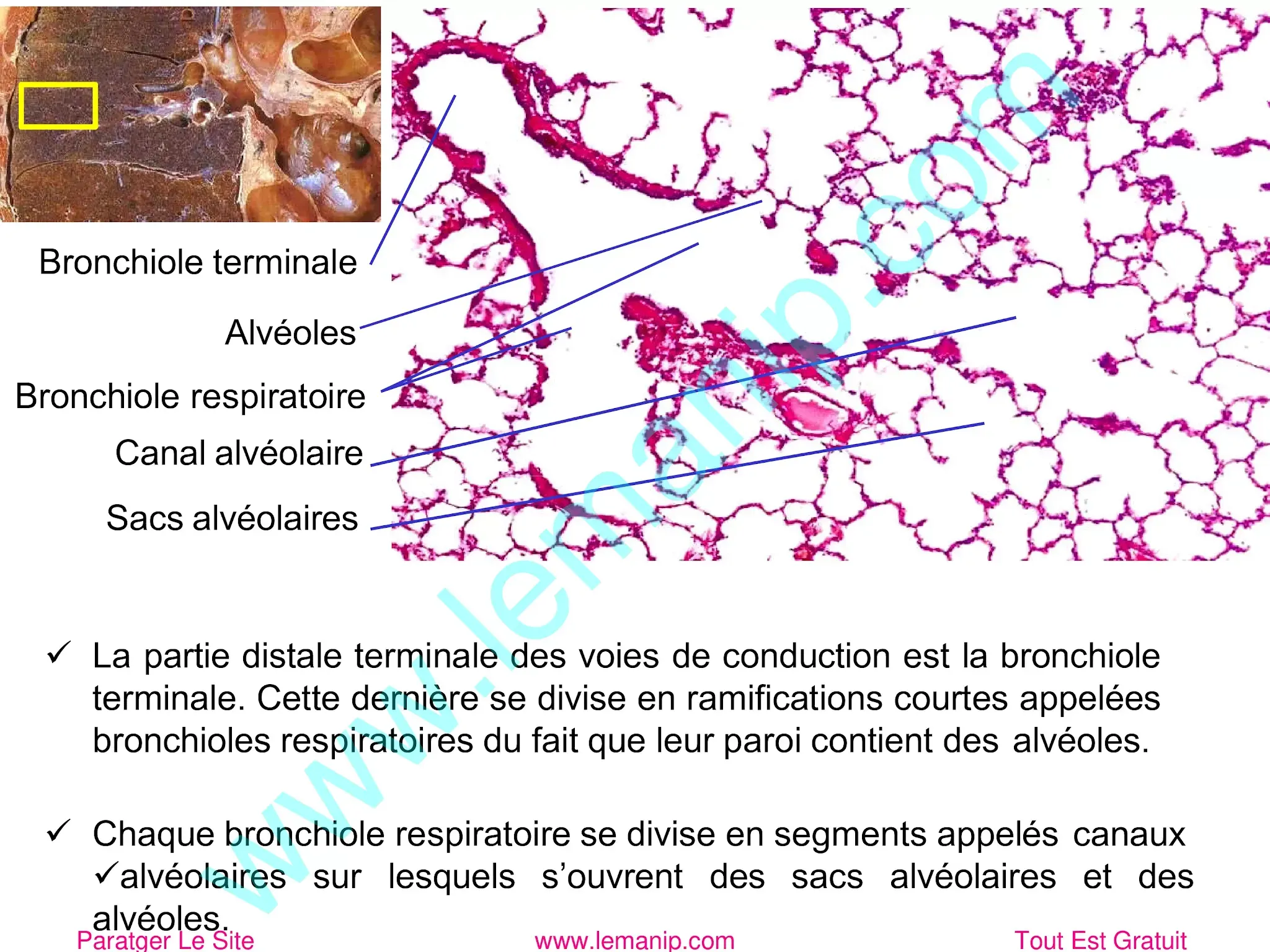 La bronchiole respiratoire