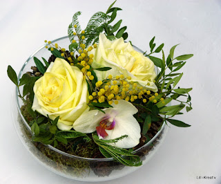 Paphiopedilum Lippewunder X Glaucophyllum Orchideen