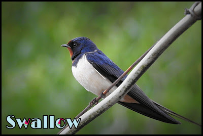 Swallow Bird In Hindi