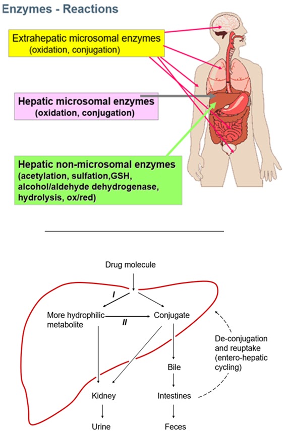 Medicinal Chemistry Basics (All you need to know) METABOLISM and