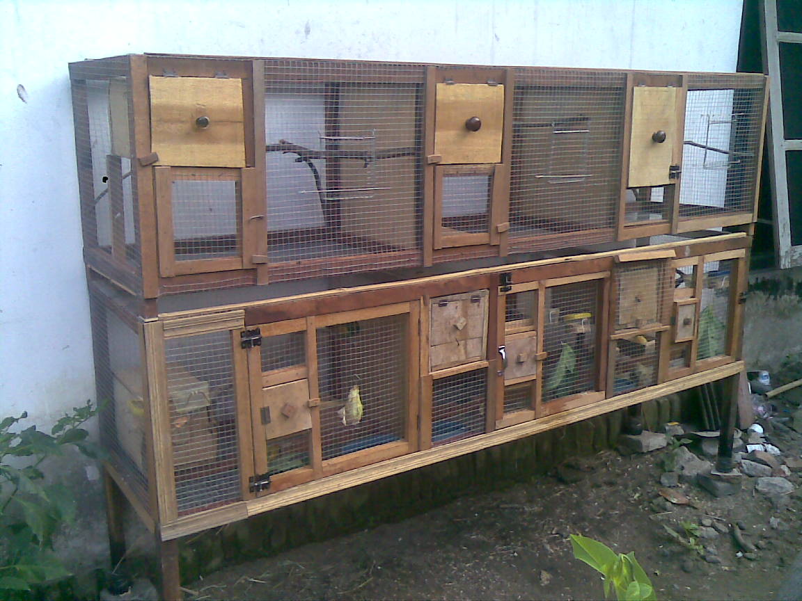 Gambar Kandang Burung Lovebird Dari Kayu Tentang Kolam