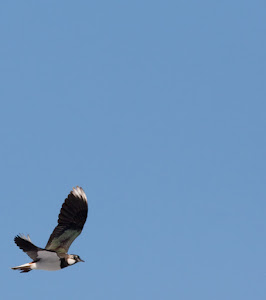 Lapwing