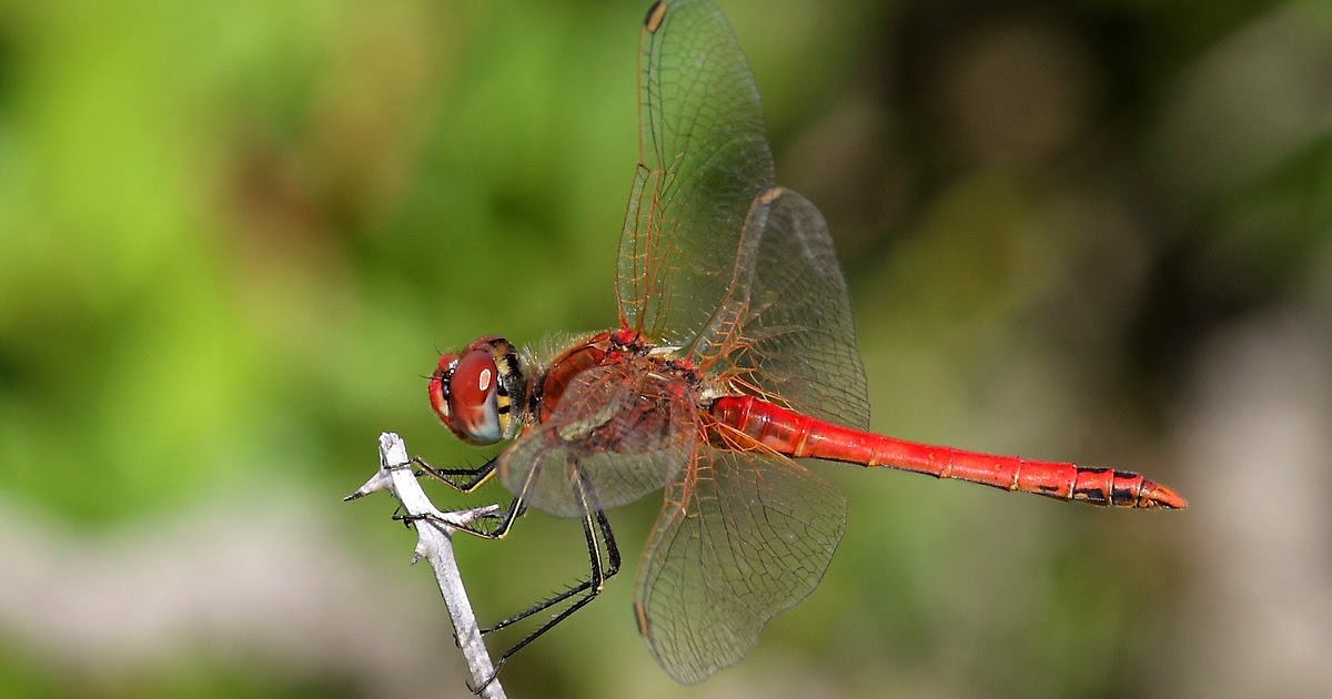 Raw Birds: RED VEINED DARTER DRAGONFLY [Male] (Sympetrum fonscolombii