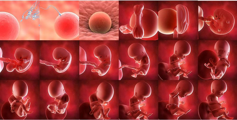 İLK ÜÇ AYLIK DÖNEMDE BEBEĞİN BÜYÜMESİ EVRESİNDE NELER OLUR İLK ÜÇ AYLIK DÖNEMDE BEBEĞİN BÜYÜMESİ EVRESİNDE NELER OLUR