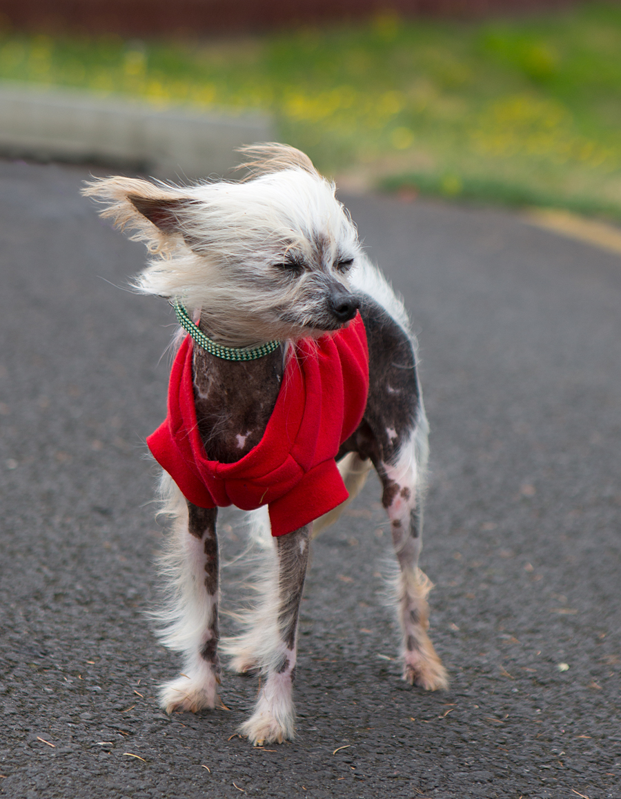 Shelter Dogs of Portland "PITA BREAD" a pita pocket Chinese Crested