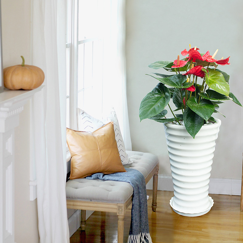 Cây Hoa Hồng Môn