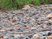 Can you see the Arctic tern chick – Coppermine River bed, Nunavut – photo by D. Gordon E. Robertson