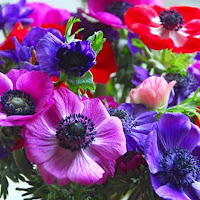 Poppy Anemone - Anemone coronaria