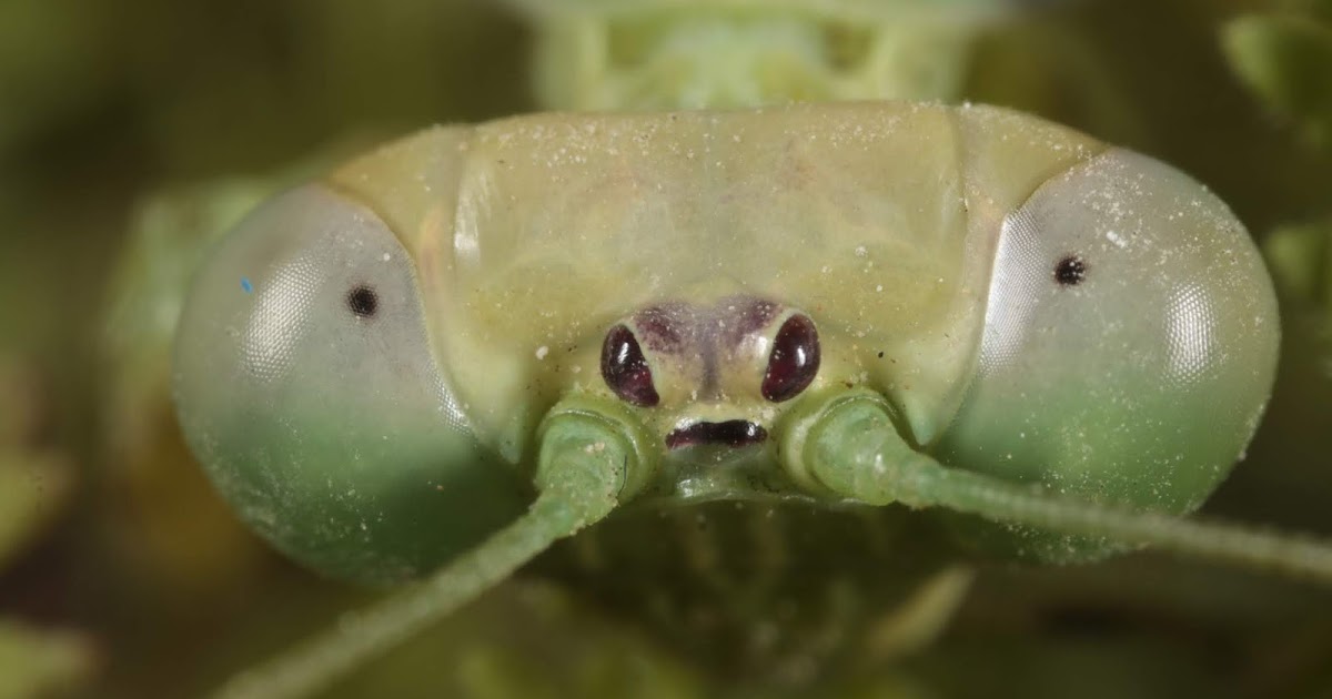 Los Ojuelos de Villarrubia de los Ojos: Los ojos de las mantis.