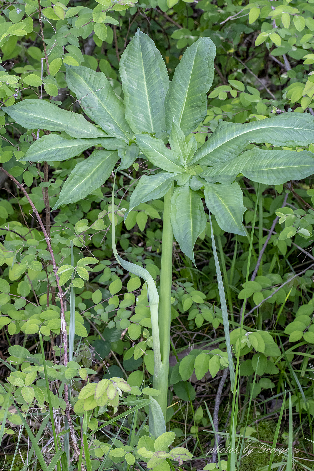 "What's Blooming Now" Green Dragon (Arisaema dracontium)