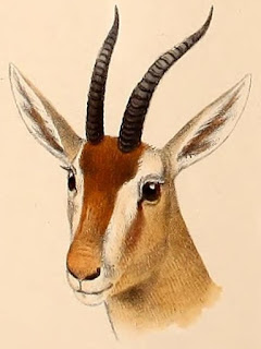 Red gazelle