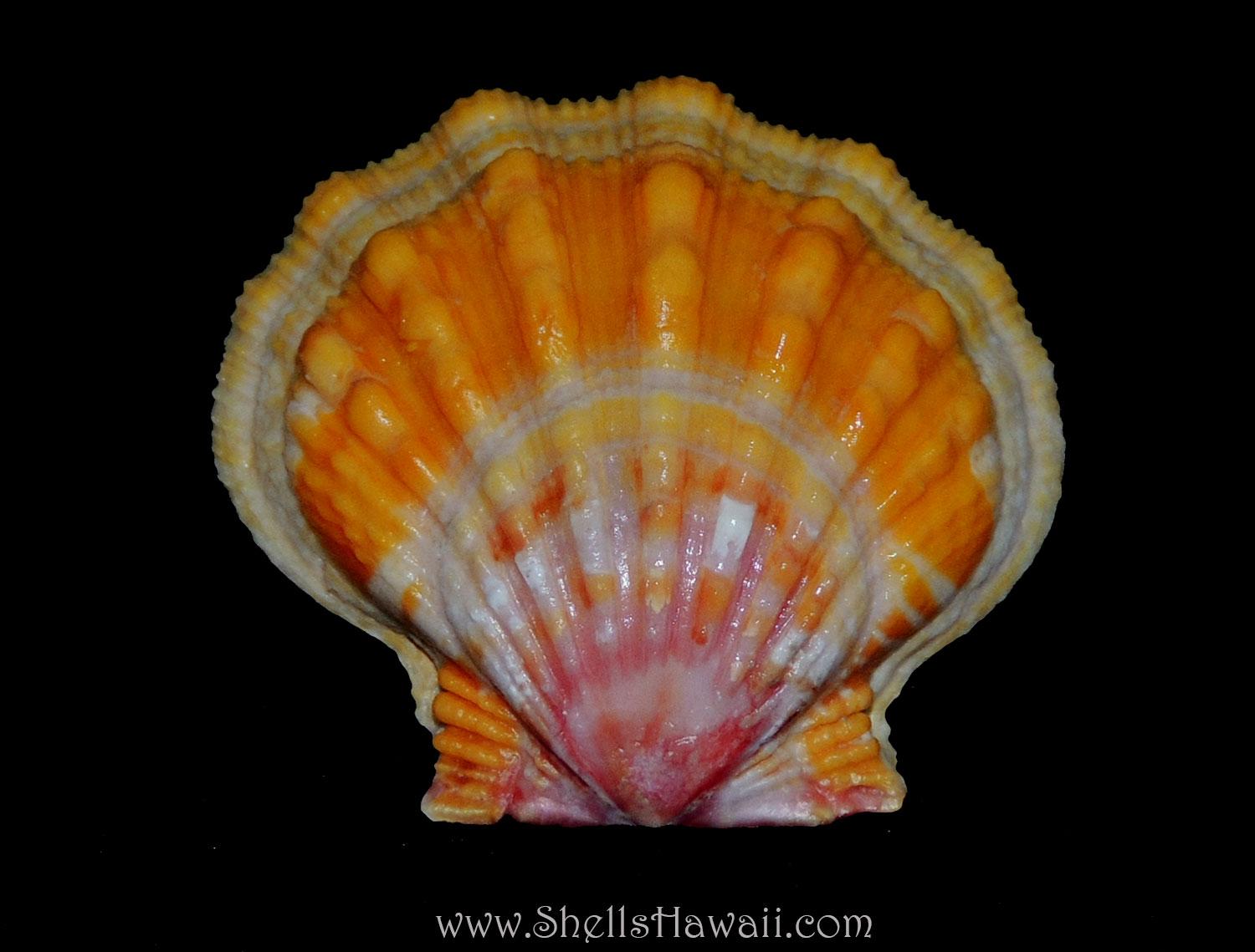 ShellsHawaii ...by Janjira: Sunrise shells / Langford 's Pecten