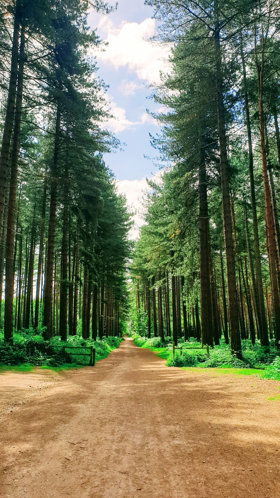 A Walk Around Sherwood Pines In The Summer
