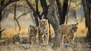 Ramgarh Vishdhari Sanctuary declared as 4th Tiger Reserve in Rajasthan