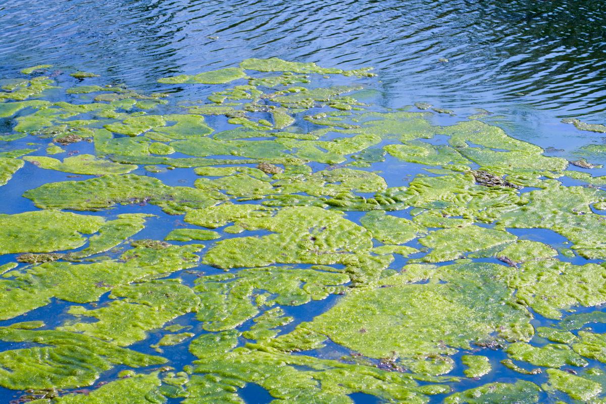 Kfrm News Public Health Warning Issued For Kansas Lakes Due To Blue Green Algae