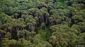 Kegiatan Penyusunan Rencana Pengelolaan Hutan Kegiatan Penyusunan Rencana Pengelolaan Hutan