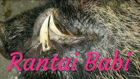√ [RB] Rantai Babi Asli dan Manfaat Bagi Pemiliknya