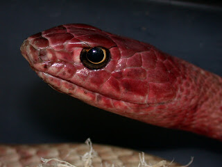 THE ANIMAL for JUST: Red Racer Snake