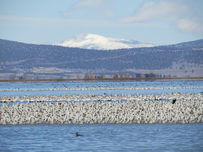 snow geese flock