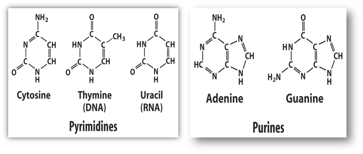 Рнк аденин тимин. Урацил гуанин. Тимин. Аденин картинка Кристаллы. Чем заменяется урацил в ДНК.