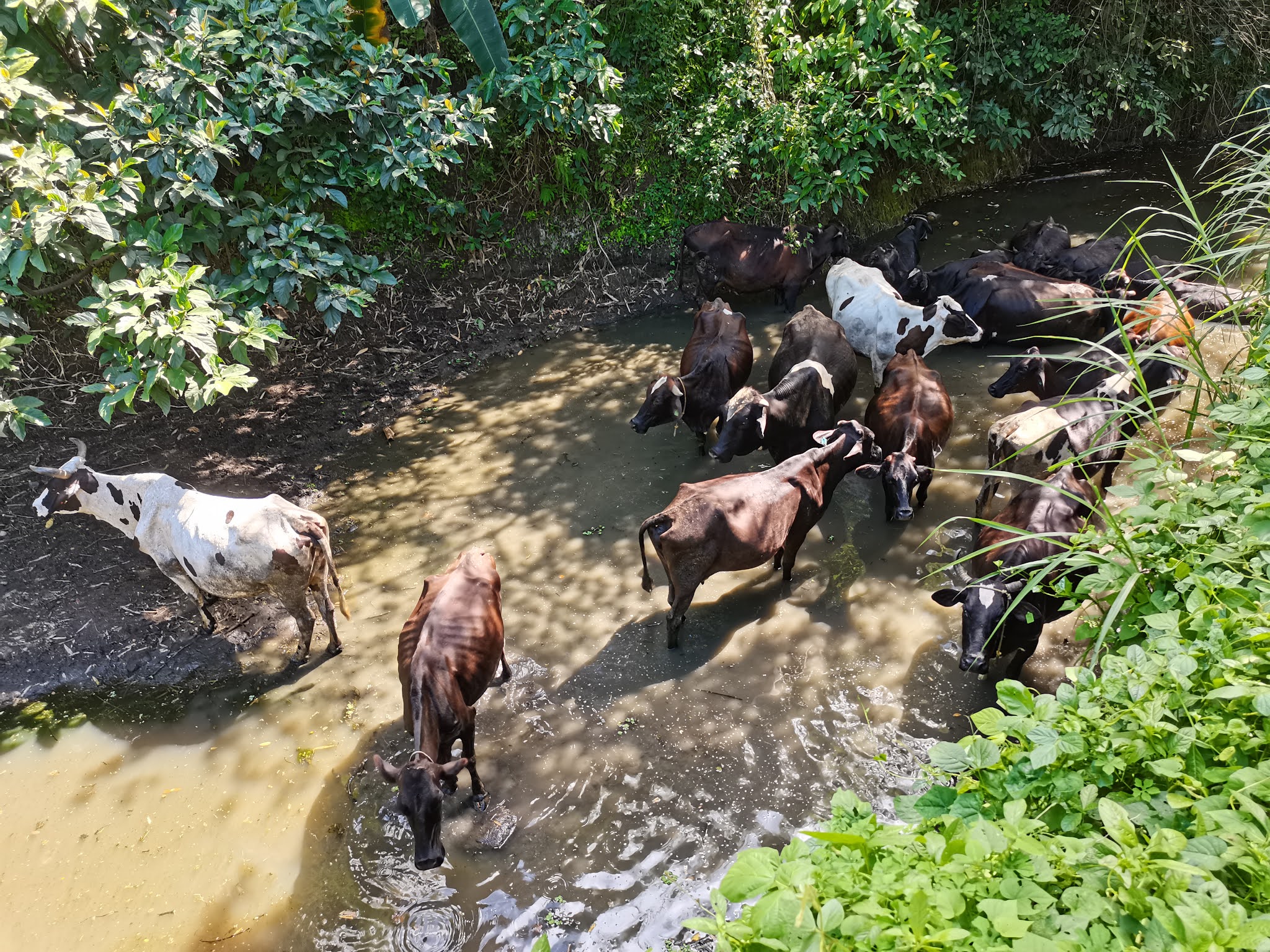 Dairy Farming Training sa Pilipinas TESDA Bulacan Agricultural Training Center Inc.