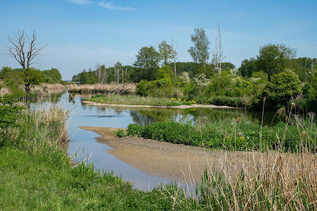 Premiumwanderweg DonAUwald  Etappe 5 von Höchstädt nach Schwenningen 13