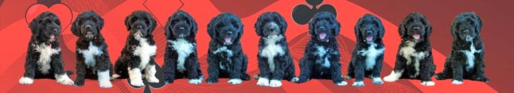 Blue Run Portuguese Water Dogs