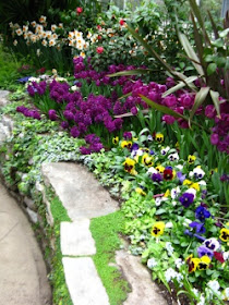 Allan Gardens Conservatory spring blooms pansies ivy by garden muses: a Toronto gardening blog