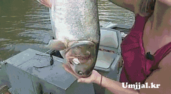 Umjjal_kr_036.gif