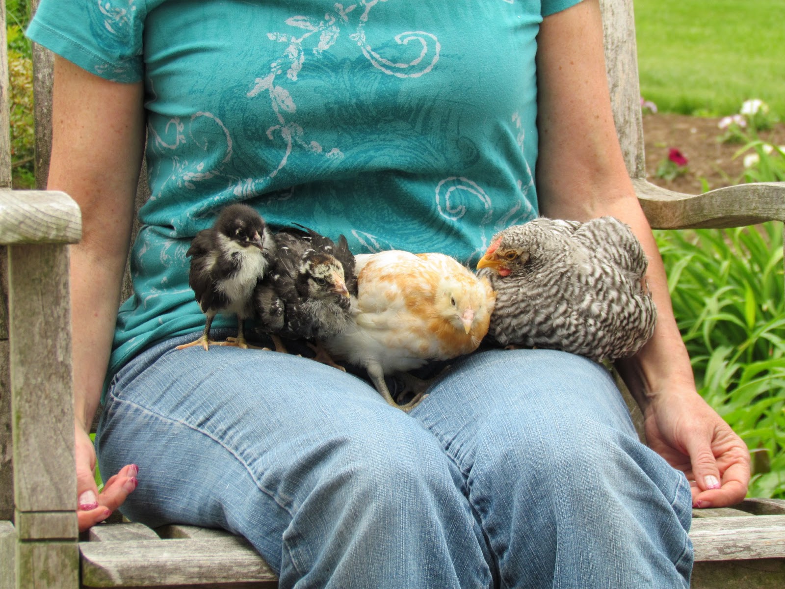 The Adams' Family Farm Four Baby Chickens with Flower Names 51813